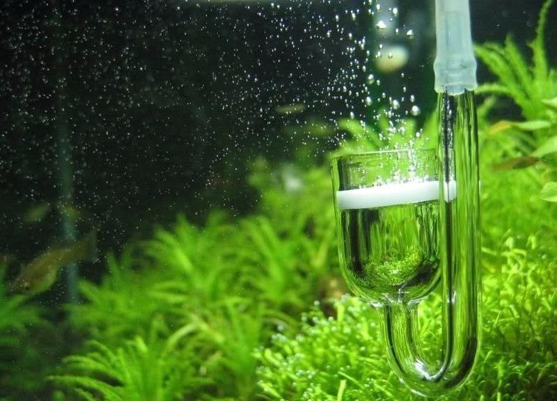 co2 en un acuario plantado