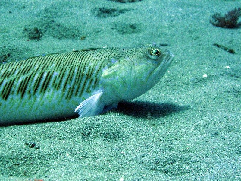 trachinus draco, pez araña