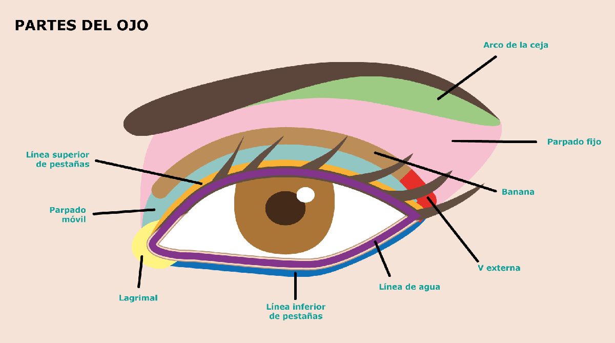 Consejos de maquillaje que todo principiante debería saber - partes del ojo
