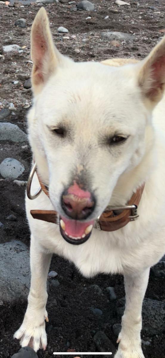 mms perros testimonio lupus