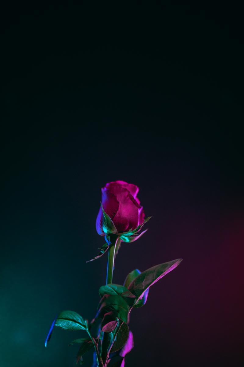 red rose flower photo in dark surface