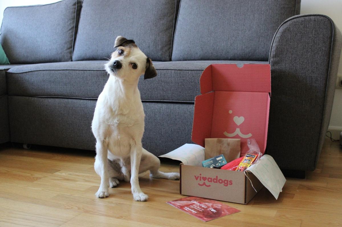 Pancho-vivadogs-febrero