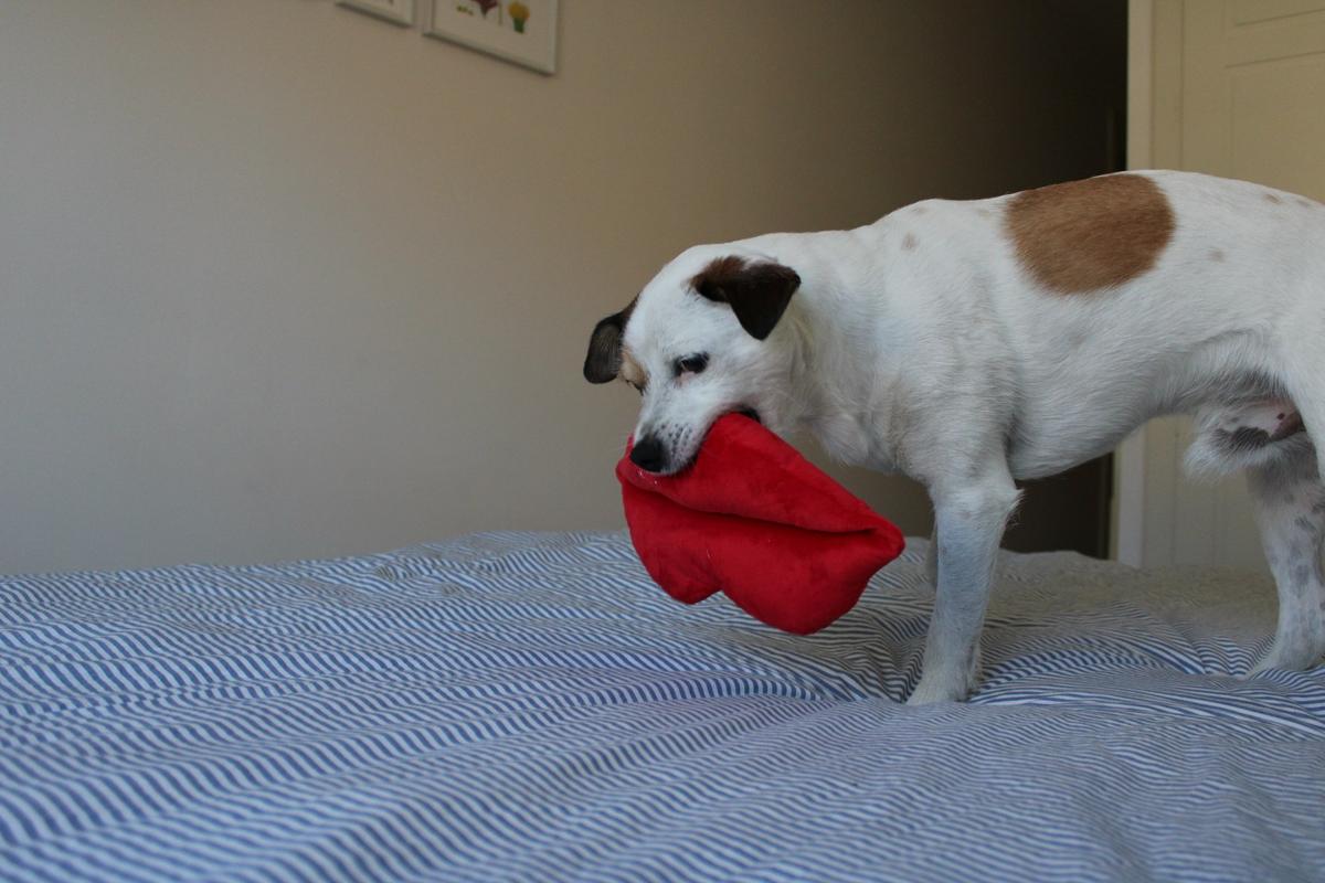 pancho-juguete-sanvalentin-vivadgos