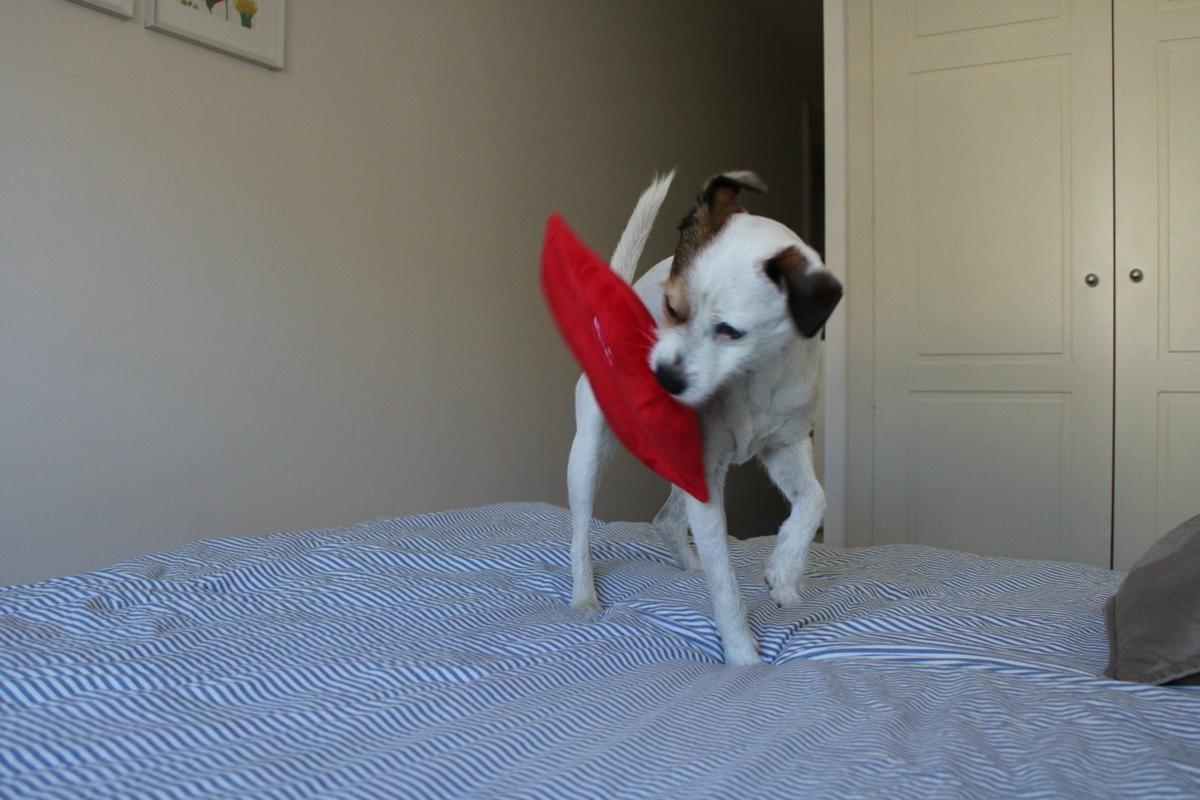 Pancho-juguete-perros