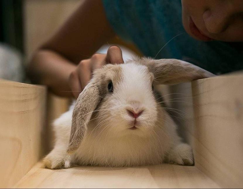 Fotos de conejos | Mascotas