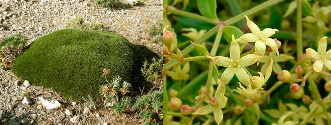 plantas autóctonas de mallorca y cabrera
