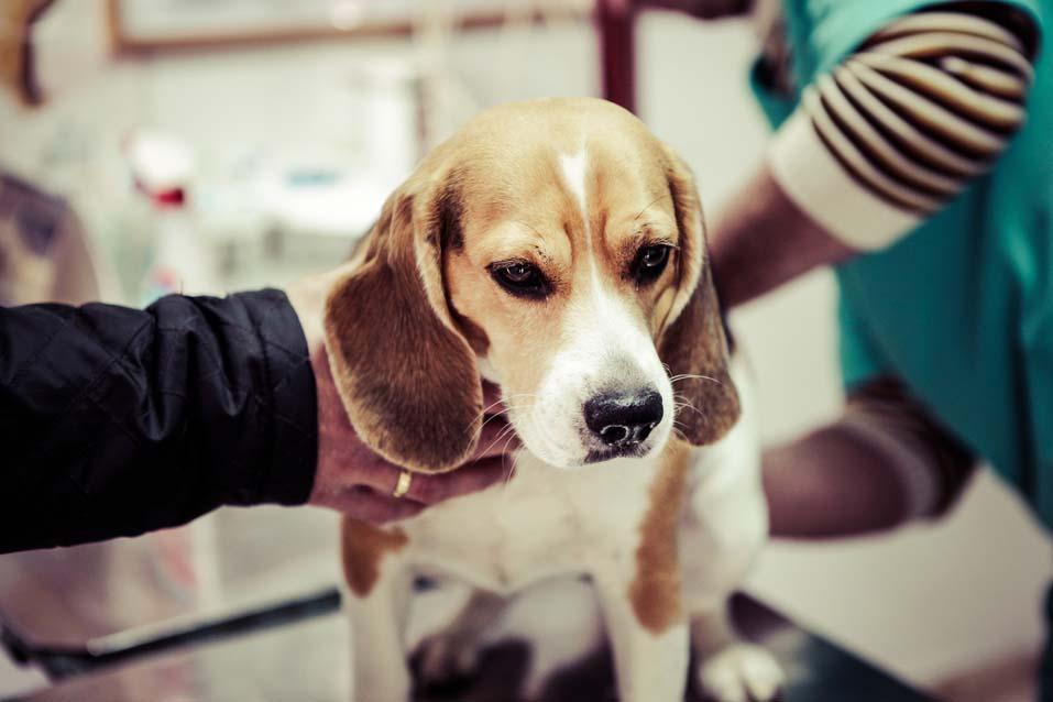 calendario-vacunas-perros