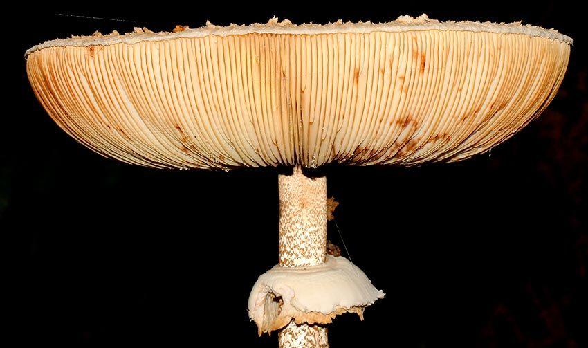 macrolepiota procera-apagallums-parasol-galimperna-la casa de las setas