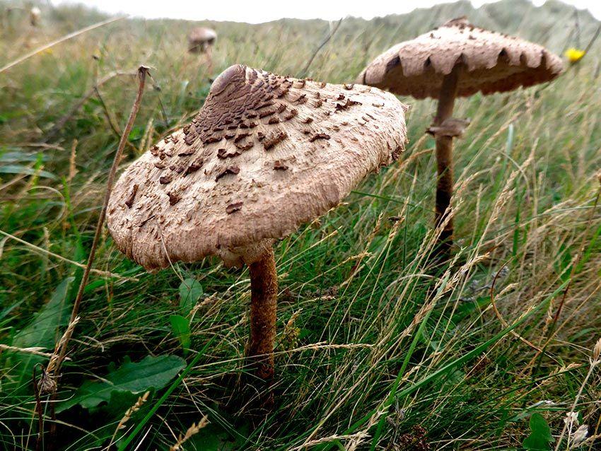 macrolepiota procera-apagallums-parasol-galimperna-la casa de las setas