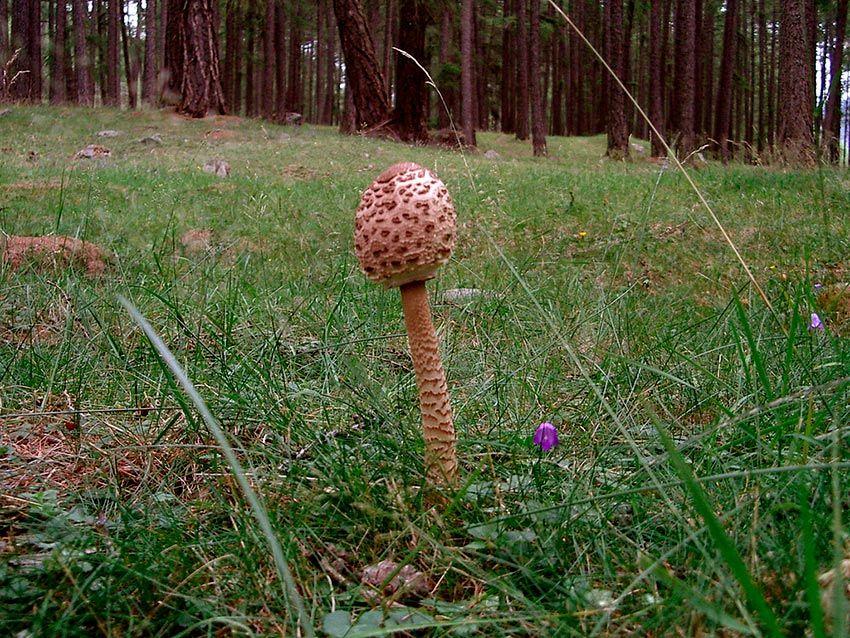 21-macrolepiota-procera-parasol-lacasadelassetas
