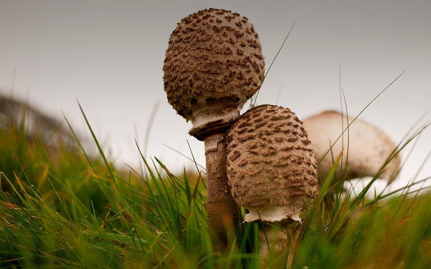 20-macrolepiota-procera-parasol-lacasadelassetas