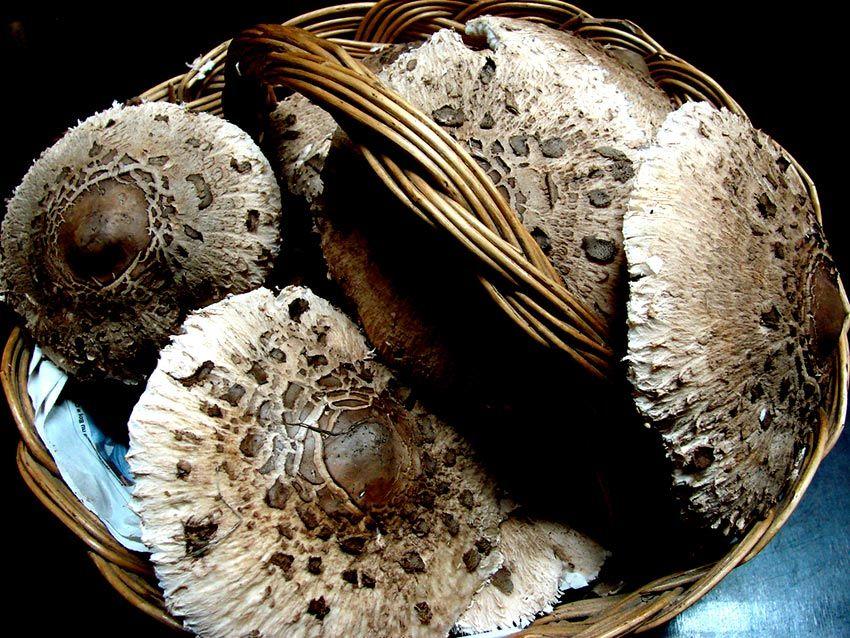 19-macrolepiota-procera-parasol-lacasadelassetas