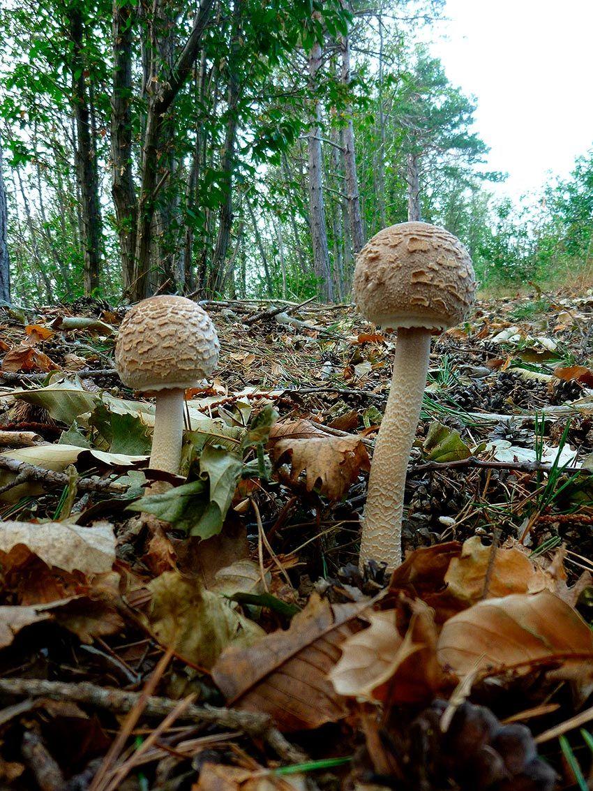 18-macrolepiota-procera-parasol-lacasadelassetas