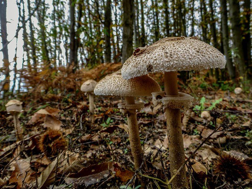 17-macrolepiota-procera-parasol-lacasadelassetas