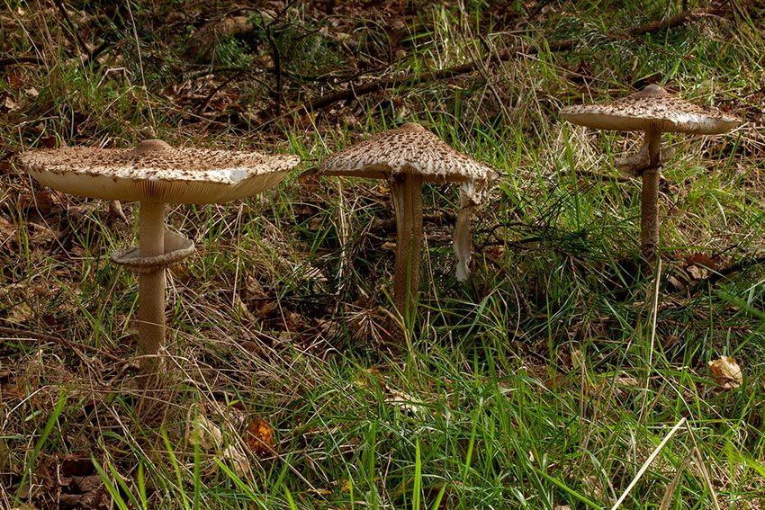 15-macrolepiota-procera-parasol-lacasadelassetas