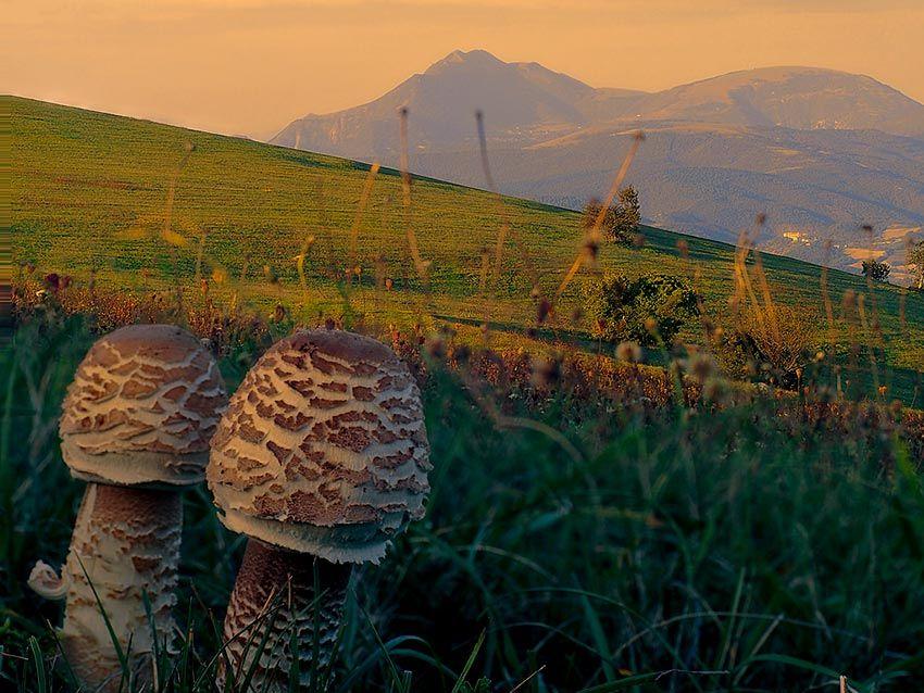 14-macrolepiota-procera-parasol-lacasadelassetas