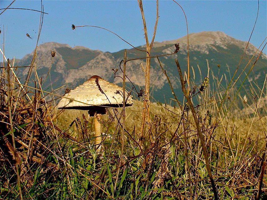 13-macrolepiota-procera-parasol-lacasadelassetas