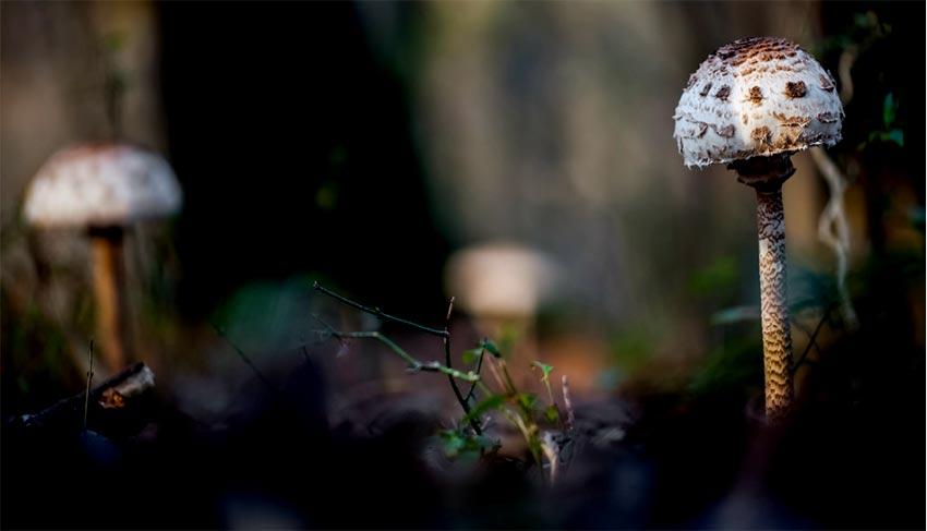 10-macrolepiota-procera-parasol-lacasadelassetas