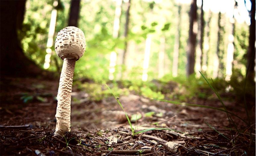 08-macrolepiota-procera-parasol-lacasadelassetas