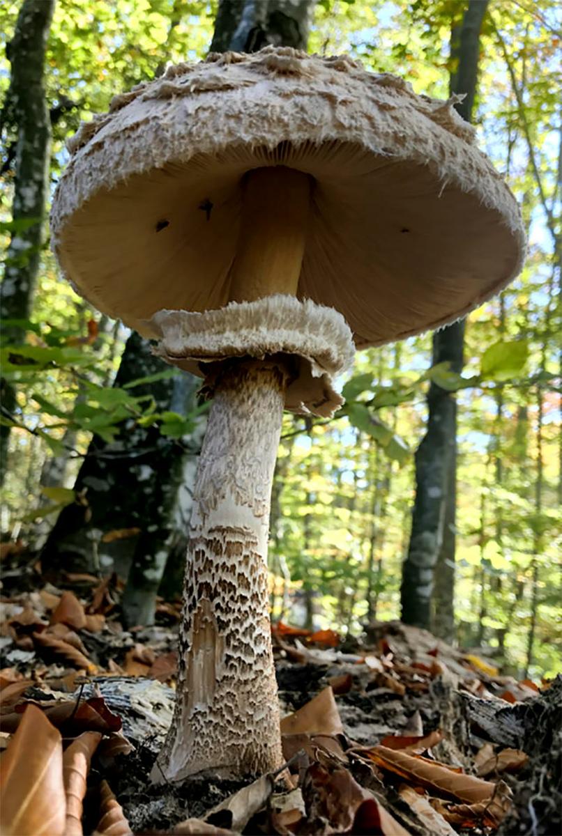 07-macrolepiota-procera-parasol-lacasadelassetas