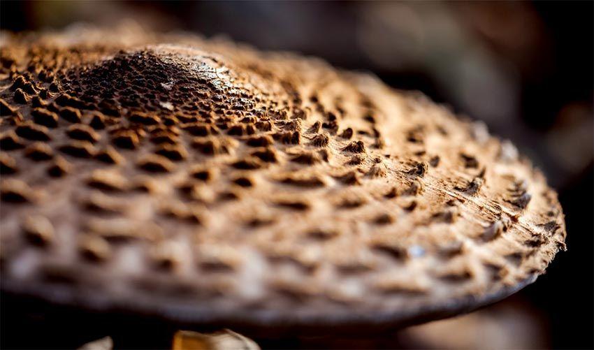 06-macrolepiota-procera-parasol-lacasadelassetas