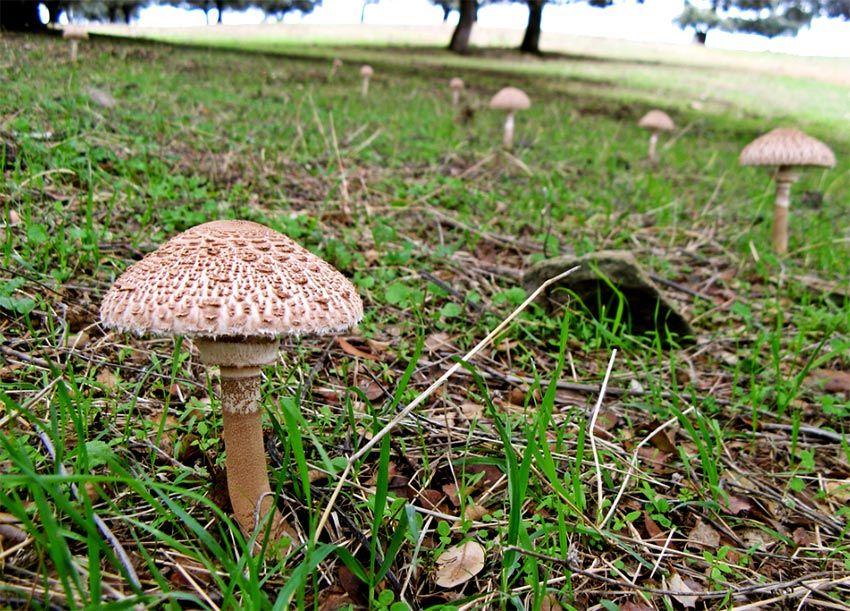 04-macrolepiota-procera-parasol-lacasadelassetas