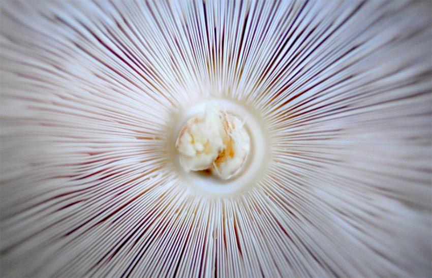 02-macrolepiota-procera-parasol-lacasadelassetas