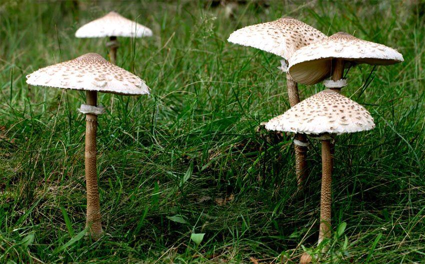 01-macrolepiota-procera-parasol-lacasadelassetas