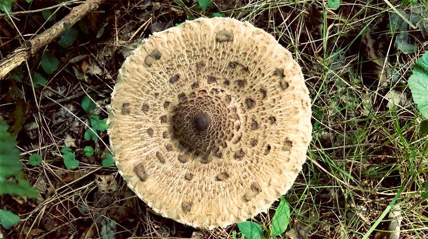 macrolepiota procera-apagallums-parasol-galimperna-la casa de las setas
