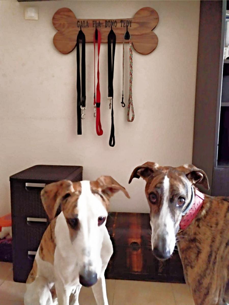 perchero con palets para perro