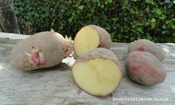 Patatas prebrotadadas para siembra, var. Kondor
