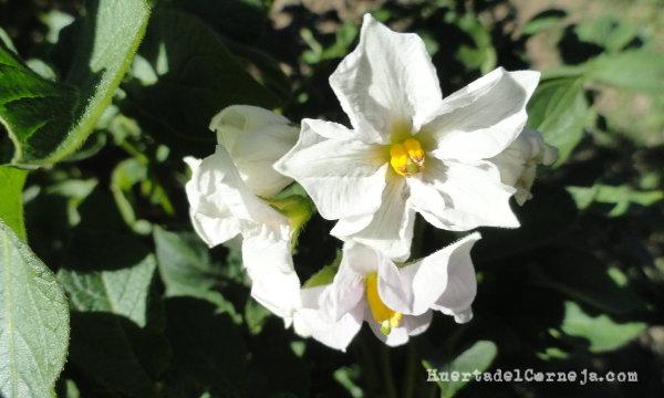 Flores de patata