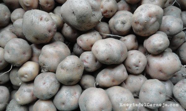 Patatas finas sin lavar para almacenarla