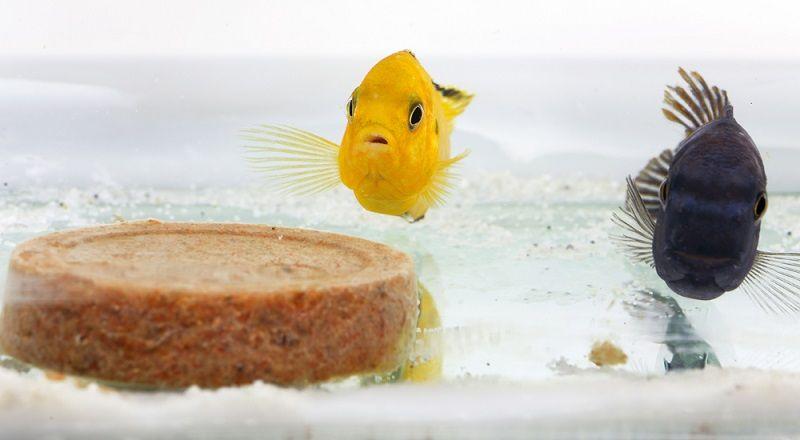 comida para peces para vacaciones