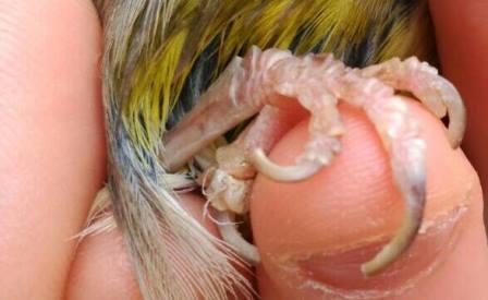 animales mms animales terapia animal