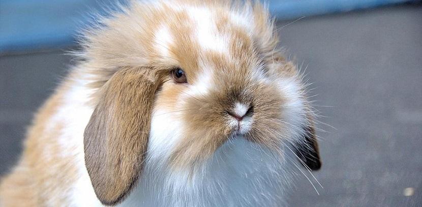 la importancia del pelo en un conejo