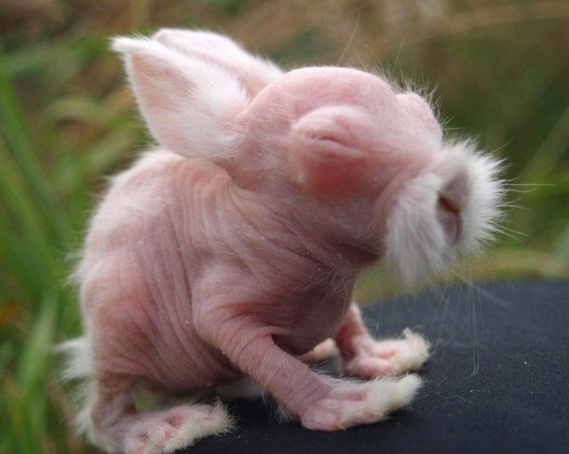 Cruce del conejo sin pelo