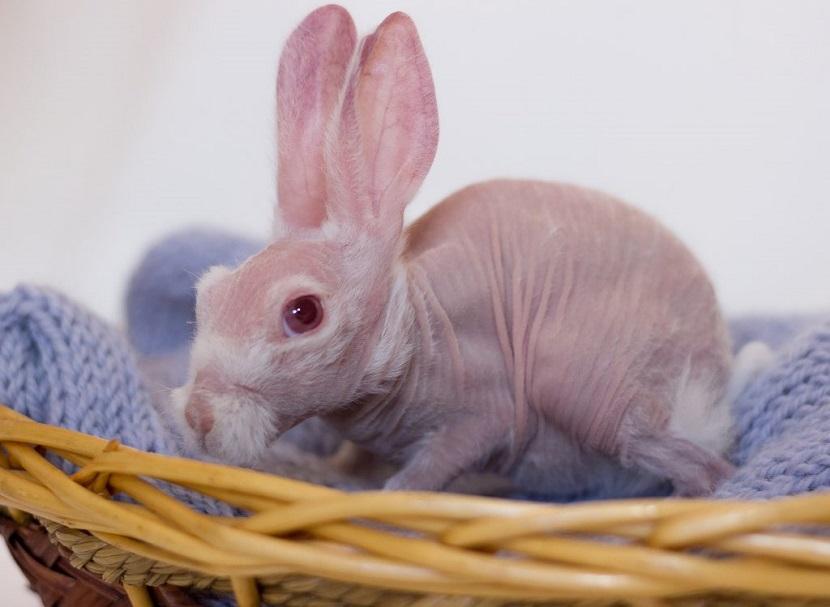 debilidad del conejo sin pelo