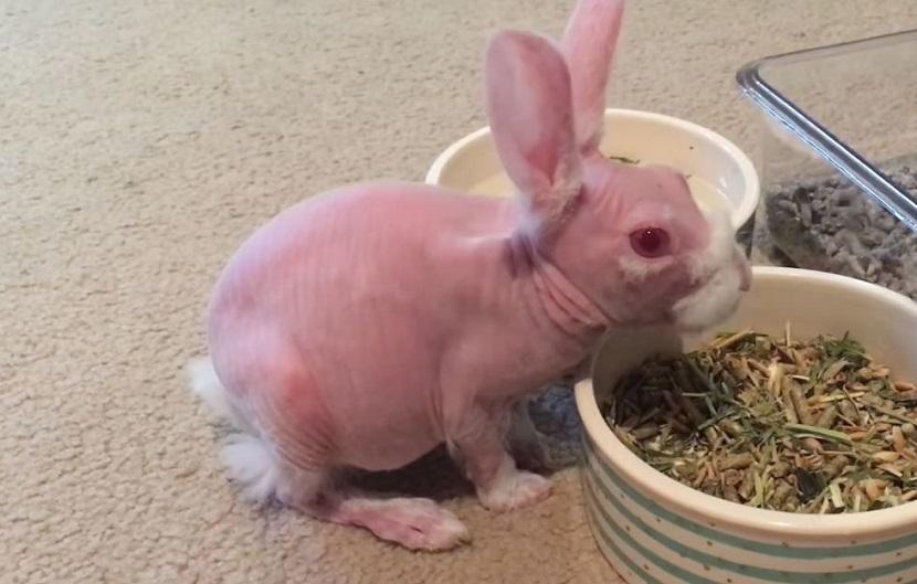 hairless rabbit