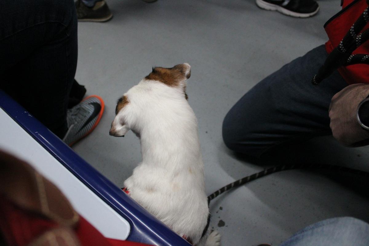 Viajar-con-perros-en-el-metro-de-madrid