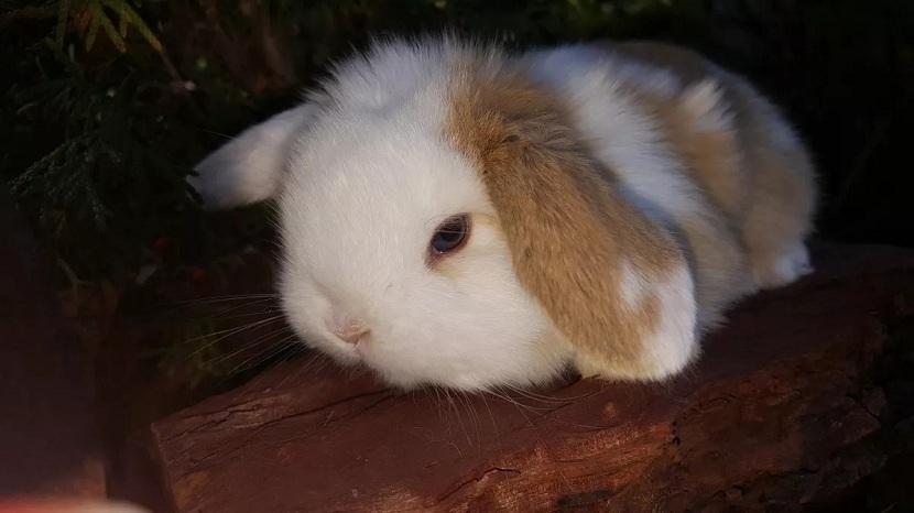 conejo enano peludo