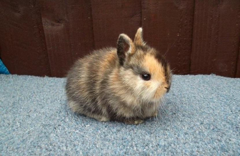 razas de conejo enano