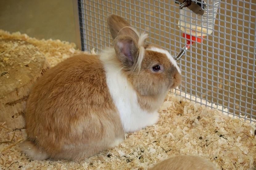 Heno para las jaulas de conejos