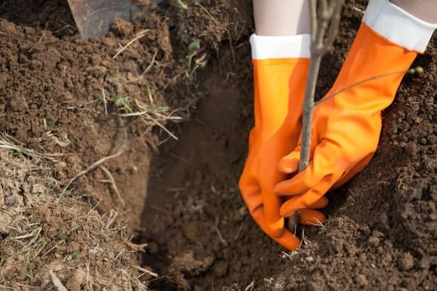 frutales bosque de alimentos