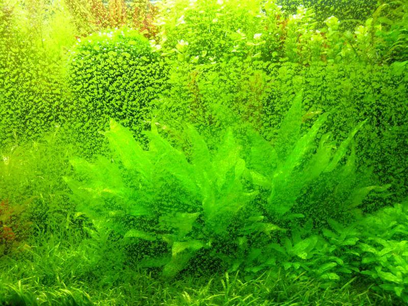 algas en el acuario, punto verde
