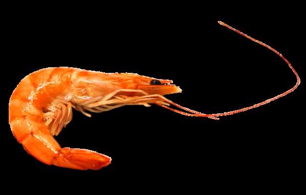 truco_cocer_langostino