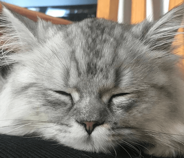 gato ronca cuando duerme