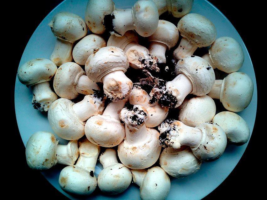 agaricus bisporus - champiñon - champiñon de paris - la casa de las setas