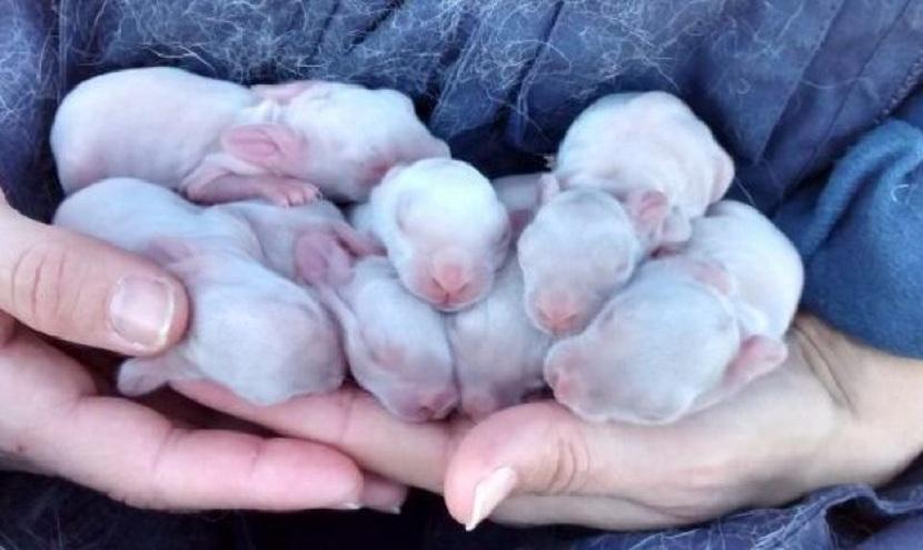 Conejos bebés