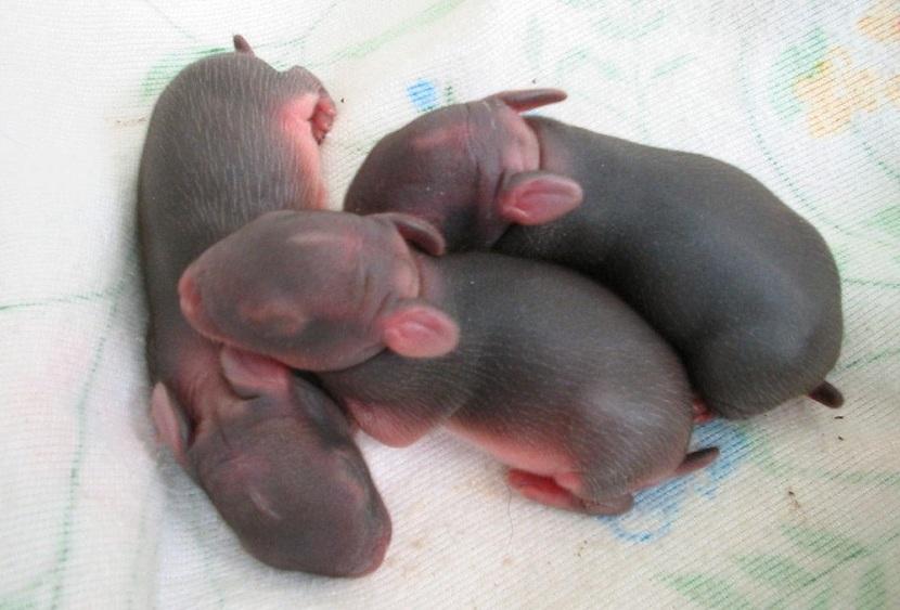 Conejos recién nacidos